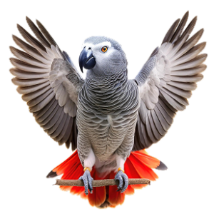 African Grey Parrot
