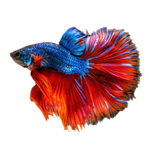 Betta Fish