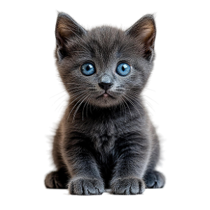 British Shorthair Kitten